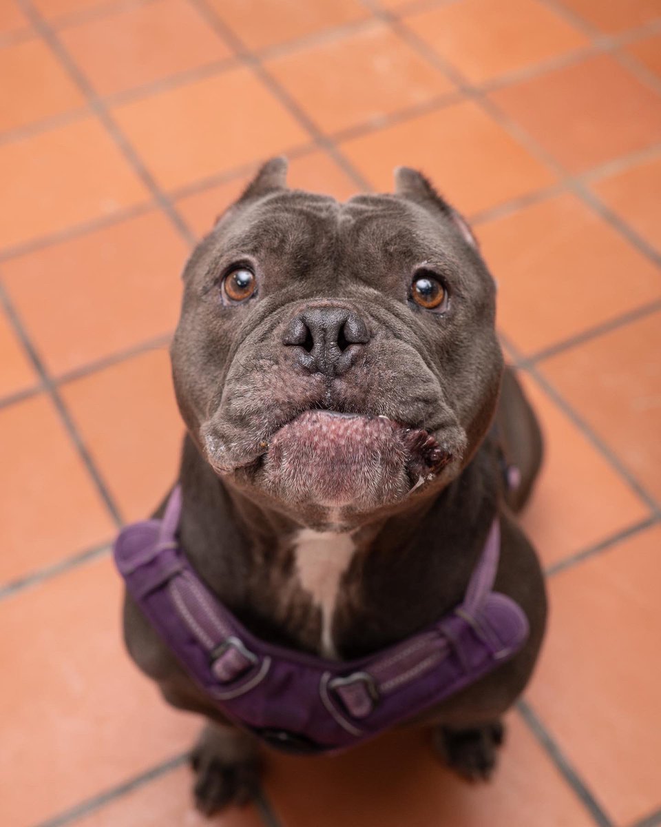 langefoundation's tweet photo. Punky is amazing and so much fun. She is extremely smart and very sweet. She is friendly and eager to please. She has been here for nine months and is patiently waiting for the perfect home 🏡 https://t.co/mlvEJVCl2M