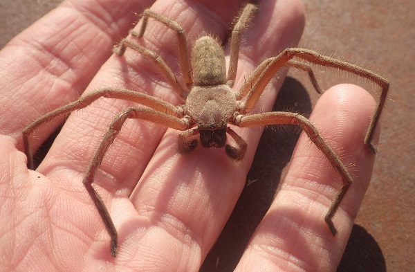 Back in 2018 I had an exchange semester @latrobeuni and got excited withh all these spiders during the semester!

Wrap around spider (Dolophones)

leaf curling spider (Phonognatha graeffei)

social huntsman spider (Delena cancerides)

Christmas spider (Austracantha minax