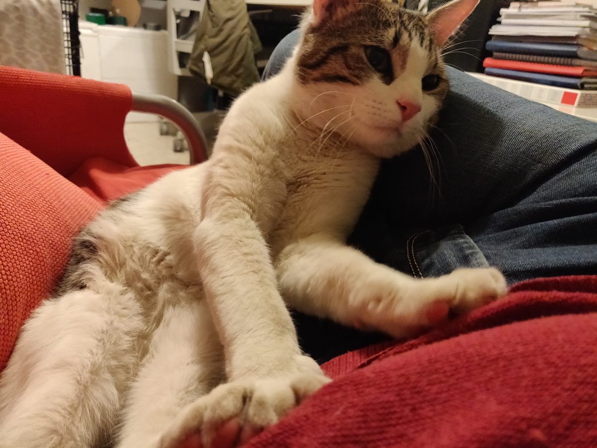 cfparquecentral's tweet photo. NECESITAMOS ACOGIDA URGENTE.

Mirad qué bueno y guapo es Tomás; apareció en el Parque Central y, al llevarlo a esterilizar, resultó ser casero. ¿Alguien para ofrecerle un hogar, aunque sea temporal? #València y alrededores #gatosparquecentral https://t.co/SbFKmAPn8b