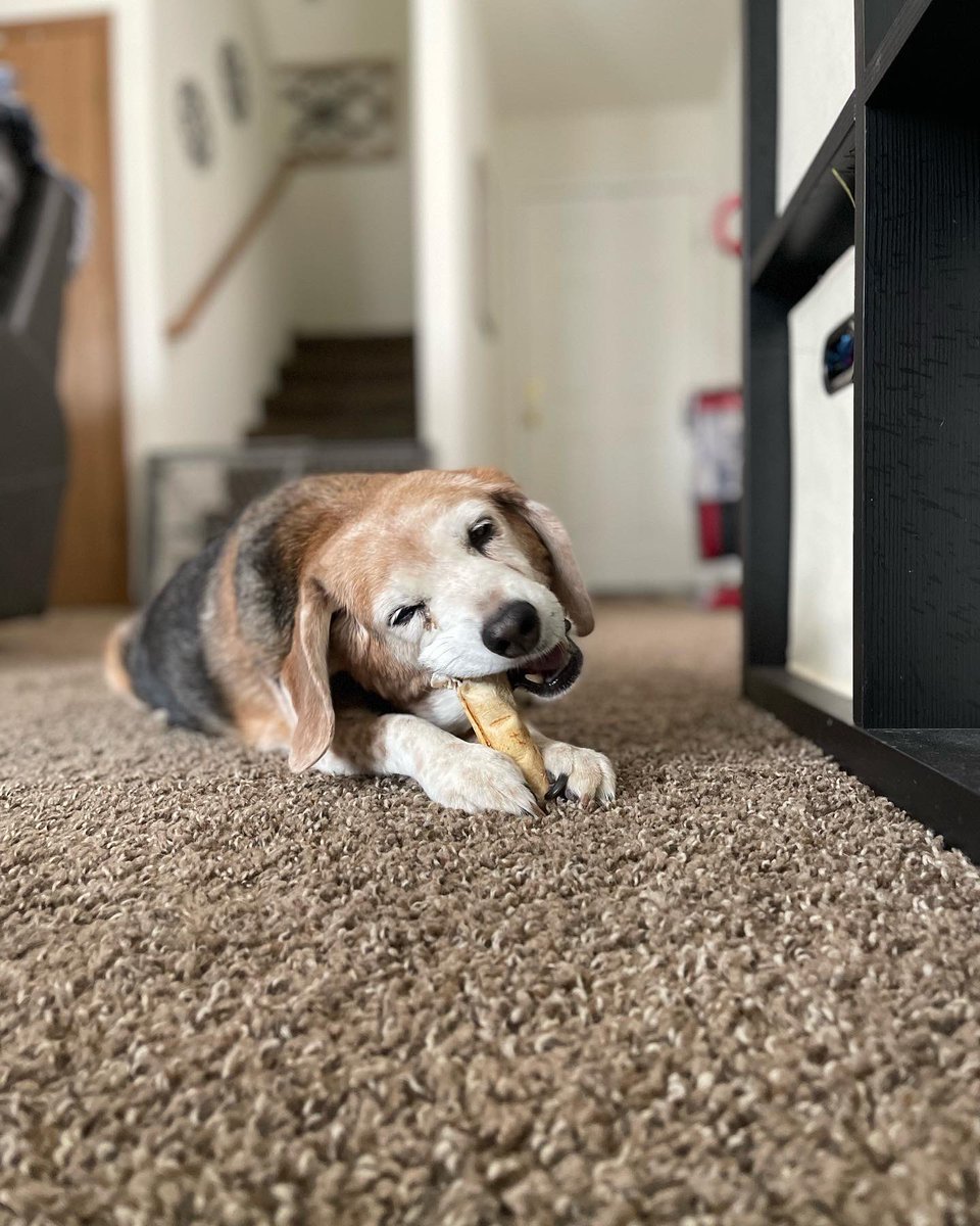 dawn tush tweet media