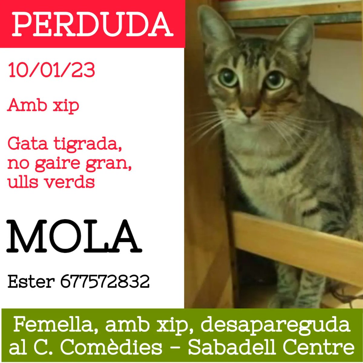 ProgatSabadell's tweet photo. 🆘Ens ajudeu a trobar-la?
🚨Es diu Mola, gata amb xip que ha desaparegut al C. Comèdies de Sabadell Centre.
☎️Ester 677572832
🙏Ajudeu compartint i buscant-la per la zona.
#gataperduda #perduda #esbusca #sabadell #centre #ajuda #progatSabadell
#xarxabarcelonaperduts https://t.co/hPv6QACAbk