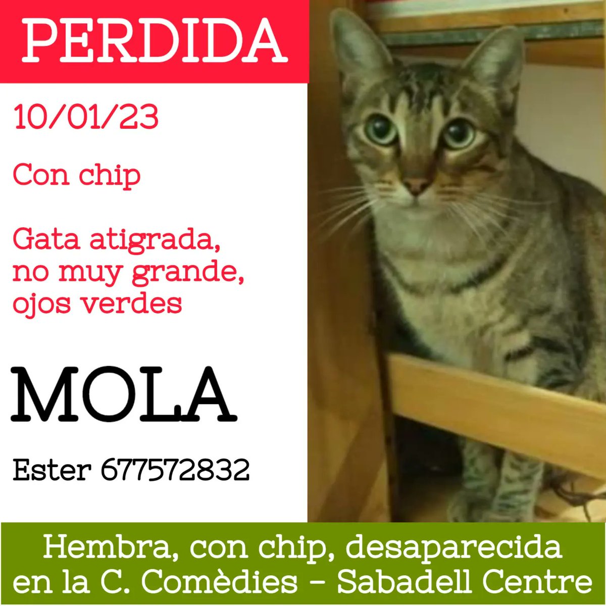ProgatSabadell's tweet photo. 🆘¿Nos ayudáis a encontrarla? 

🚨Se llama Mola, gata con chip, que ha desaparecido en la C. Comèdies (Sabadell Centre)

☎️Ester 677572832

🙏Ayudad compartiendo y buscándola por la zona.

#gataperdida #perdida #ayuda #sabadell #sebusca #progatSabadell #xarxabarcelonaperduts https://t.co/Wa8SQJzZjf
