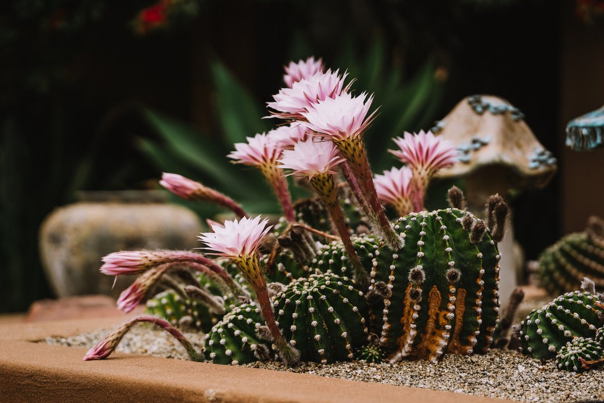 CasaMolleVilla's tweet photo. Hermosos  cactus vas a encontrar en los jardines de CasaMolle. La naturaleza nos enseña que los detalles importan!
.
.
Nights featuring guided stargazing are a favorite here at CasaMolle. 
.
.
#casamolle #hotel #chile #laserena #elquivalley #valledelelqui https://t.co/BmMVKJvqQU