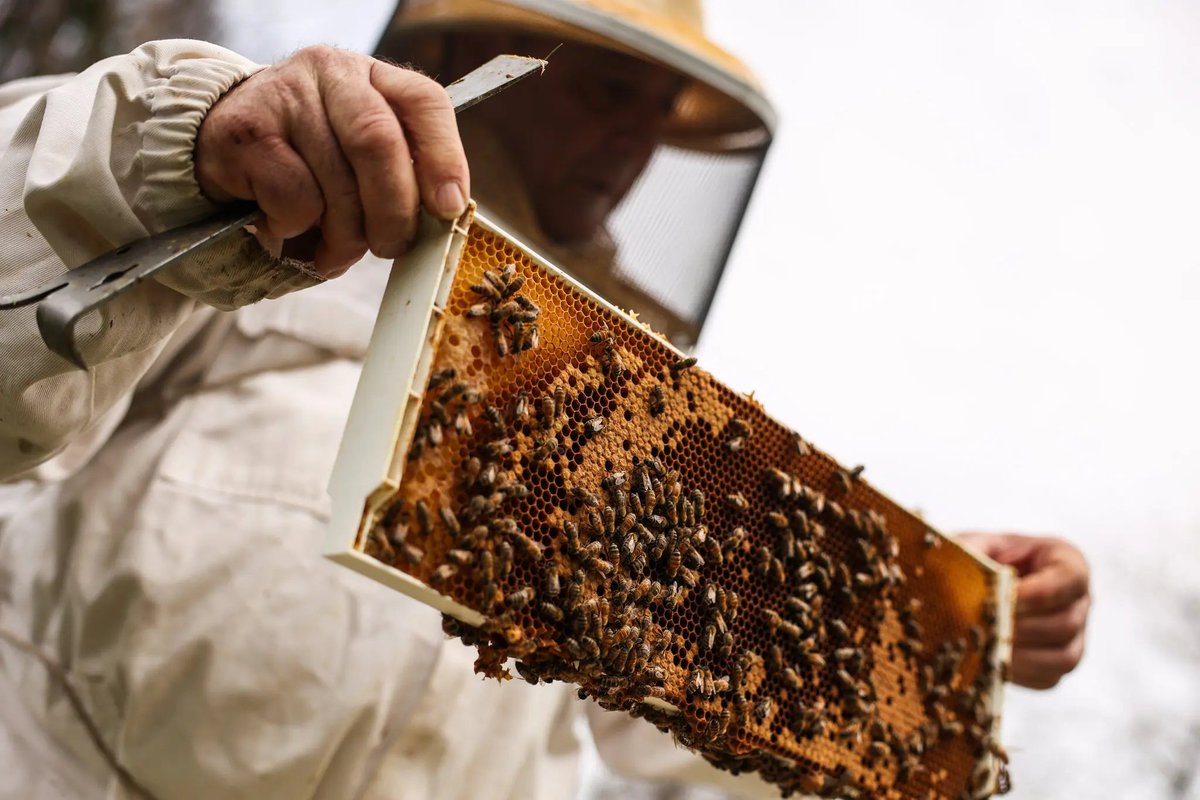 astropierre's tweet photo. Le 1er vaccin contre la loque des abeilles a été approuvé aux US.
Une version morte de la bactérie est incorporé dans la gelée royale que les abeilles ouvrières donnent à la reine.
Elle dépose ce vaccin dans ses ovaires et confère une immunité aux larves en développement.

1/2 https://t.co/6FG0PUsf4O