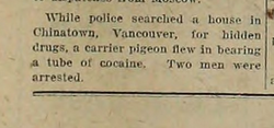 From the Jan. 13, 1923 edition of The Abbotsford, Sumas and Matsqui News.

Pigeon's have been documented as drug runners in our paper for over a century 😂