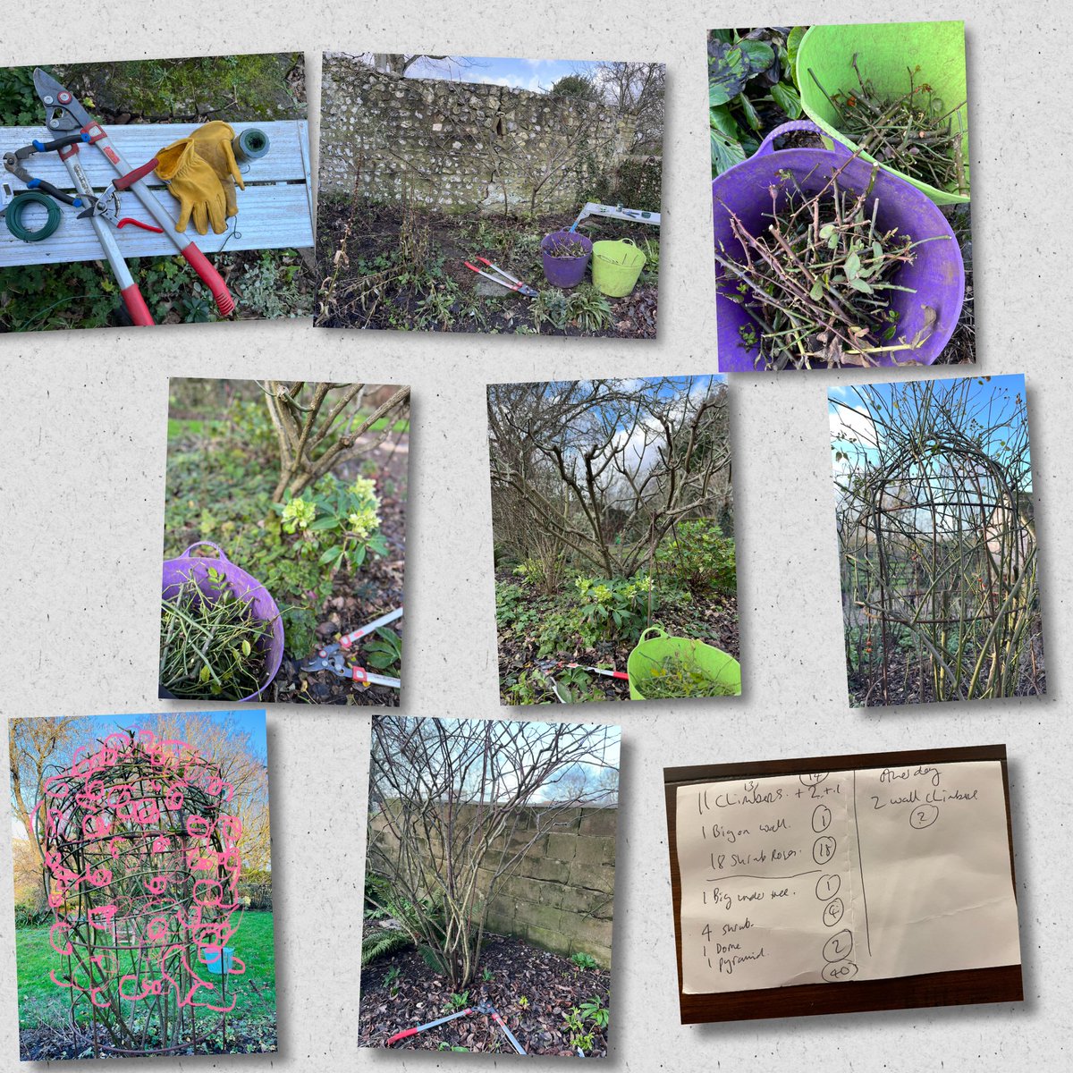 InspiredByKate's tweet photo. Windswept but sunny Winter #RosePruning today.
40 roses - climbers, rugosas and shrub. Nothing looked like a text book diagram, but will look textbook marvellous come the Summer. https://t.co/JUY1j0WMKc