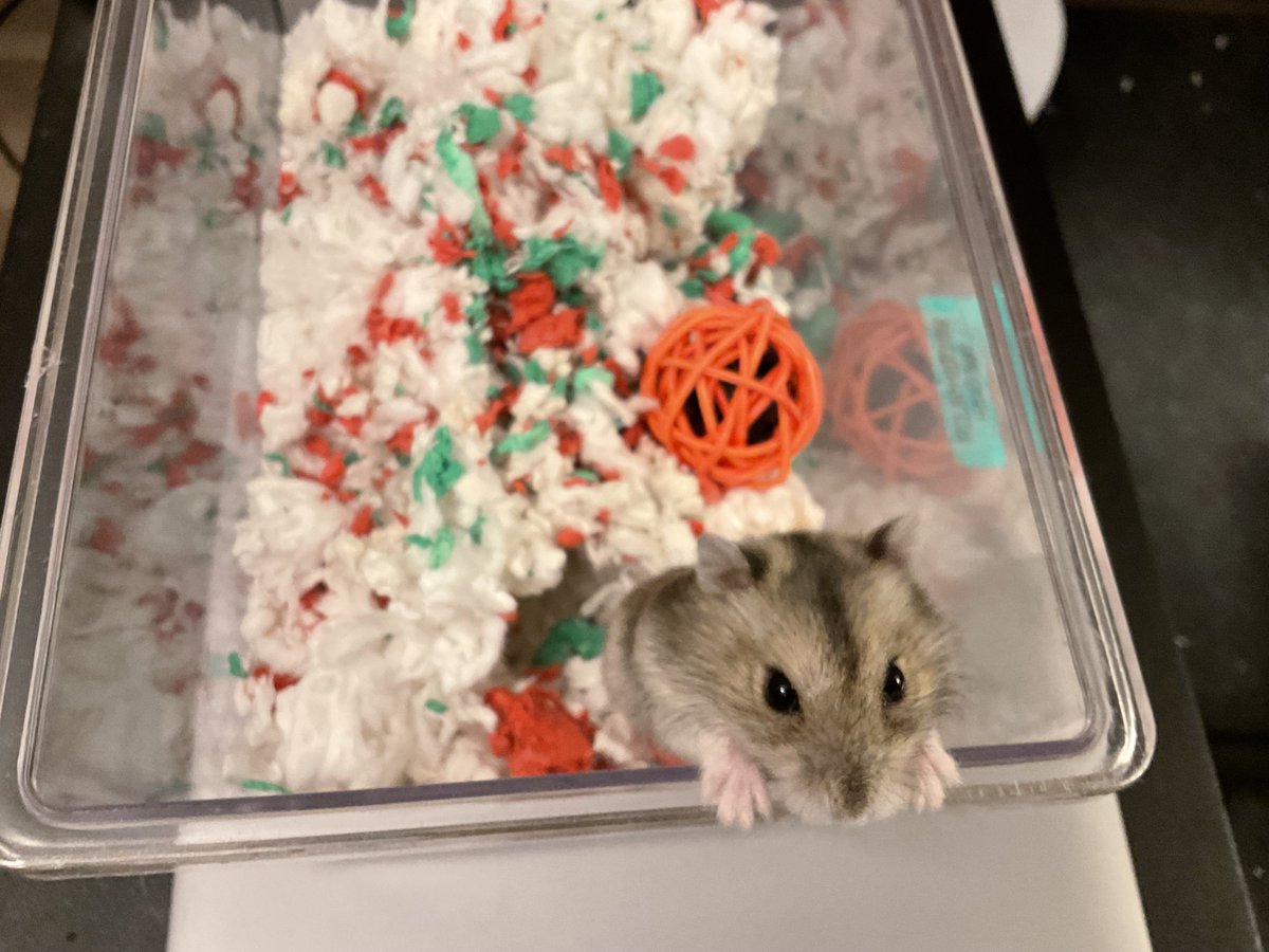 DobbyYellowDox's tweet photo. Grigori passed a few weeks ago, so meet the new Winter White ham, Richter! https://t.co/653mMm8kJw