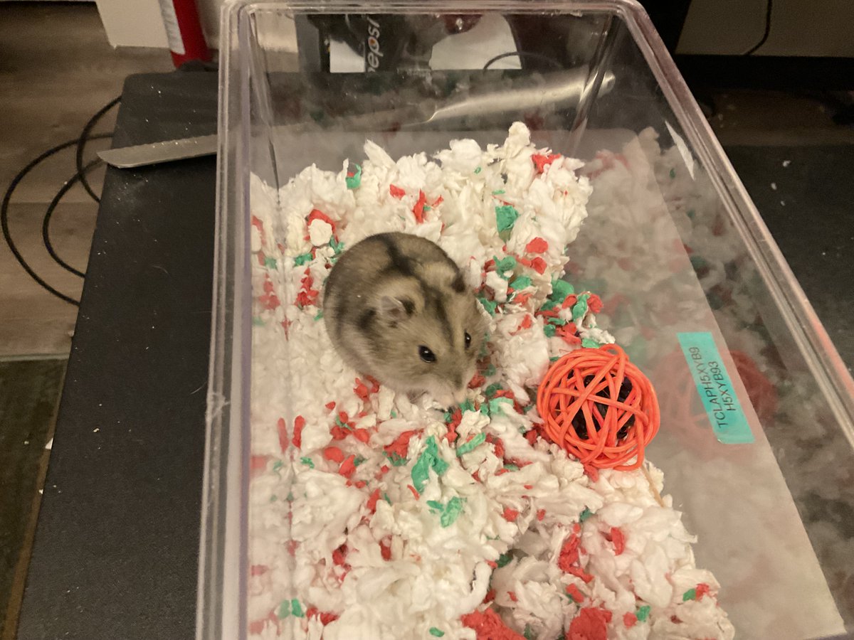 DobbyYellowDox's tweet photo. Grigori passed a few weeks ago, so meet the new Winter White ham, Richter! https://t.co/653mMm8kJw