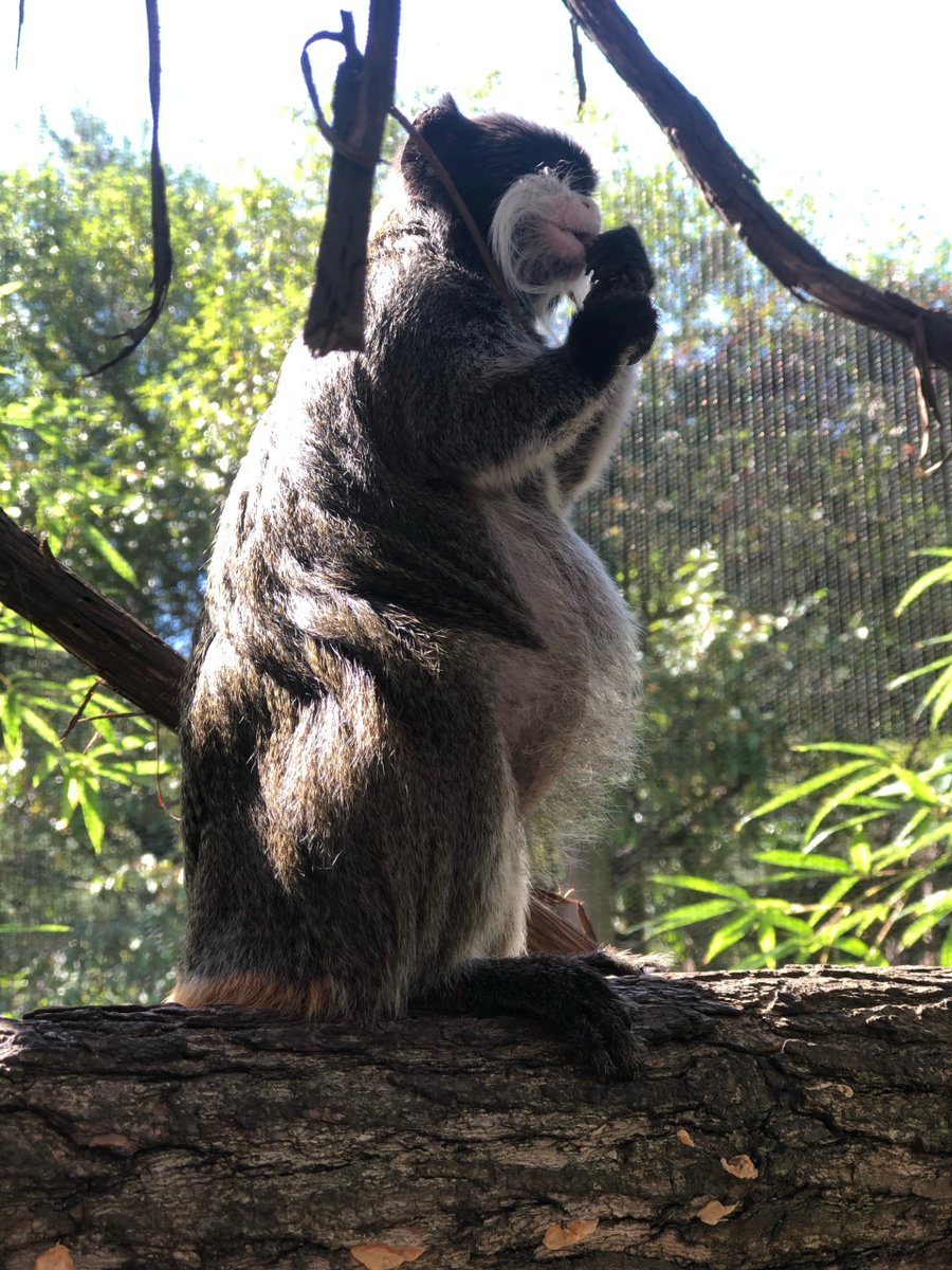 Look at that belly! This photo was taken in September right before Pepper gave birth. Pepper and her mate, Jack, have now added NINE offspring to the bearded emperor tamarin population. Look for this record holding family inside the Rainforest building.
