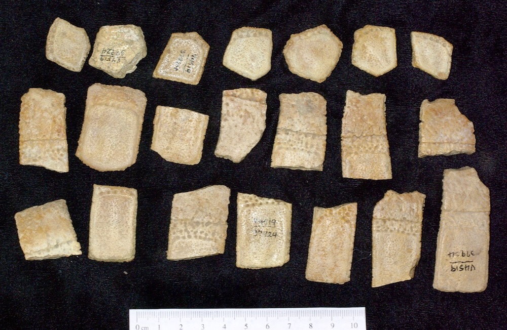 dcpaleo's tweet photo. #FossilFriday Big 13 million-year-old #osteoderms (shell bones) of the #Miocene #pampathere Scirrotherium from La Venta, #Colombia. These "glyptodillos" have a gap in their fossil record that probably extends back to the Eocene (20+ million years). 'Hope we eventually fill it!🤞 https://t.co/ZNM7ThSgVv