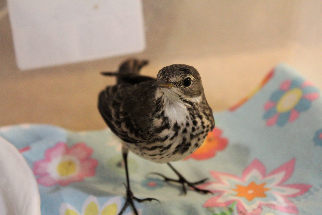 Greenwood_CO's tweet photo. Story of #American Pipit patient:

Then: Wastewater treatment plant. Covered in scum. A warm, soapy bath. Heat lamp.

Now: Gobbling down mealworms. Preening feathers. Showing off its flight skills. Awaiting to be released.

#PatientOfTheWeek https://t.co/ofxBIUFCK8