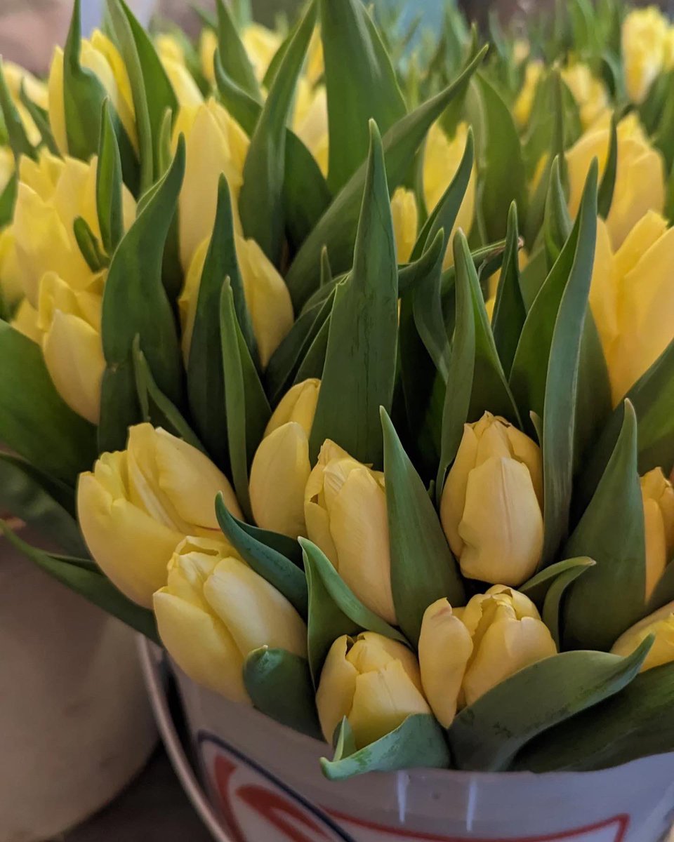 pike_place's tweet photo. The first tulips 🌷 of 2023 have arrived at #PikePlaceMarket. Sebastian's Farm will be set up today, tomorrow and next week on the tables under our Public Market Center clock &amp; sign. 

Right now, they have yellow tulips, but look for white and magenta tulips next week. https://t.co/8CKlNqEdKp