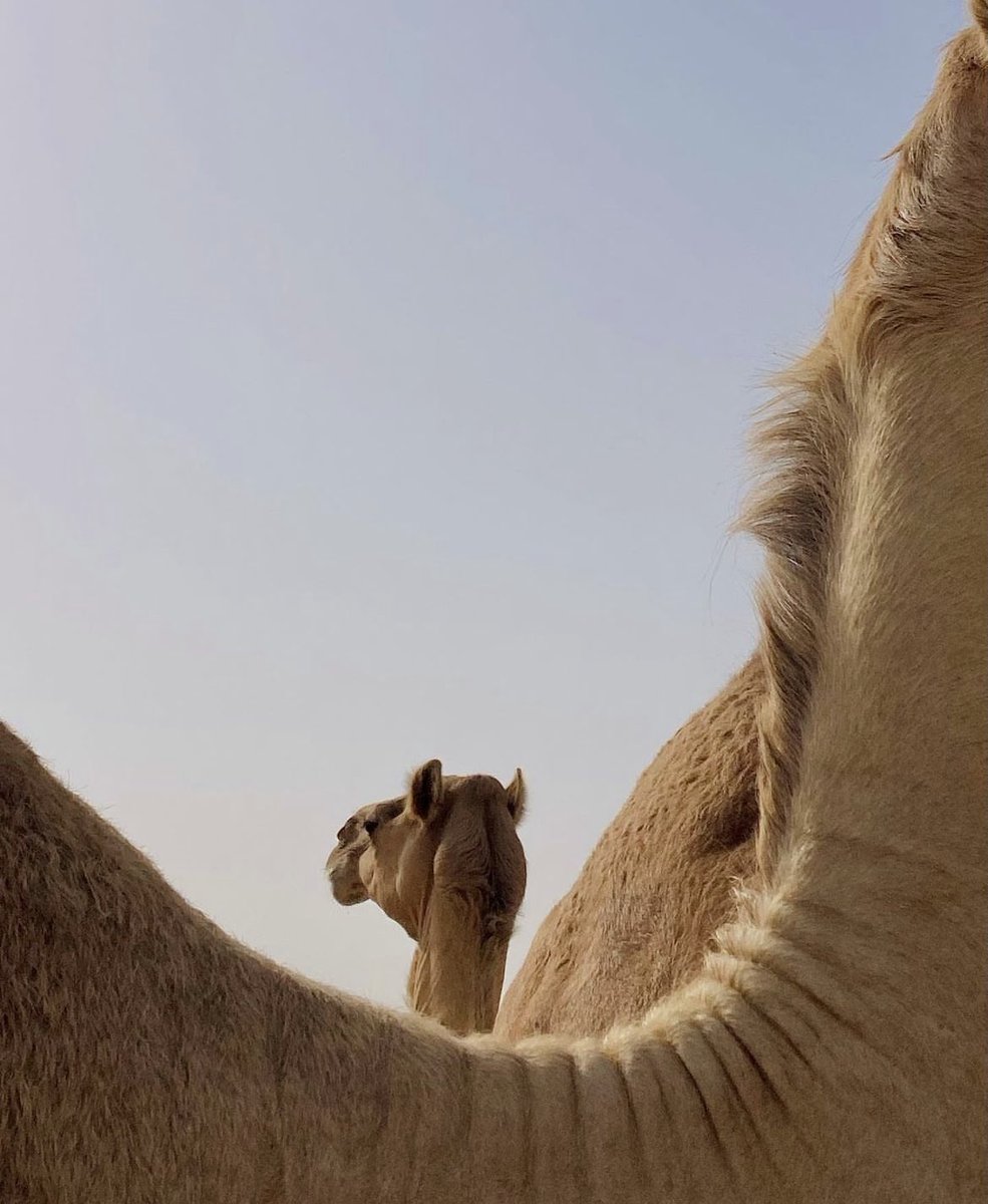 حوم 

🐪🐪🐪