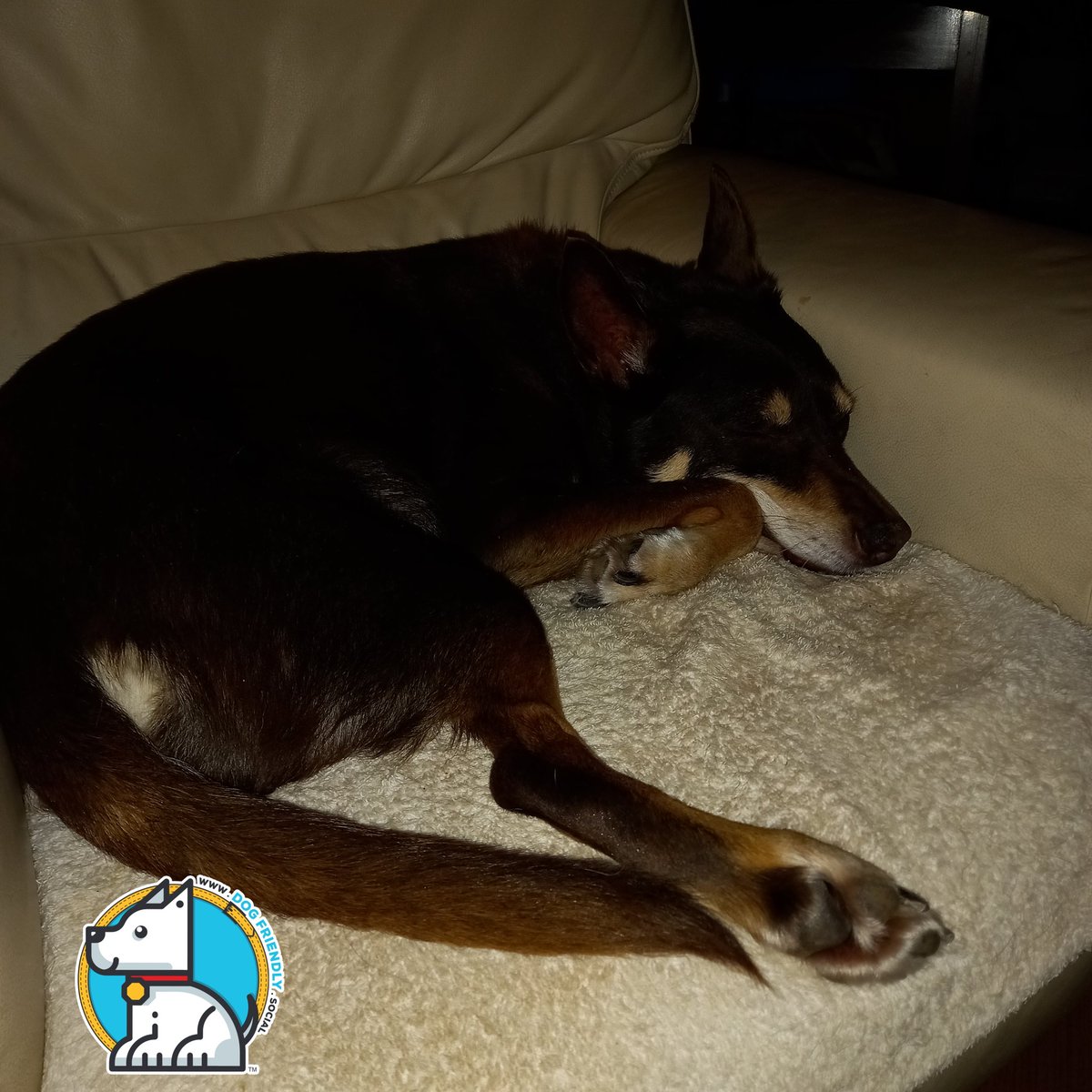 DogFriendly_UK's tweet photo. Our poorly boy it's a quiet weekend for us after Bruce ate something while out for a walk our boys in his own safe space after visiting our vet he should recover soon love our boy #Kelpiesoftwitter #olderdogs #getwellsoon #RescueDogs https://t.co/eUUiqmnzAi