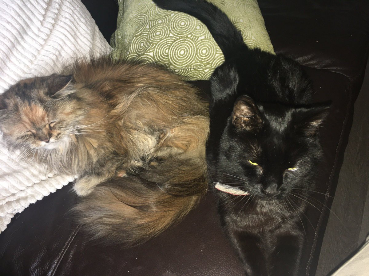 annicallens's tweet photo. Appreciation post for my babies🫶 https://t.co/szEOrmnTfr