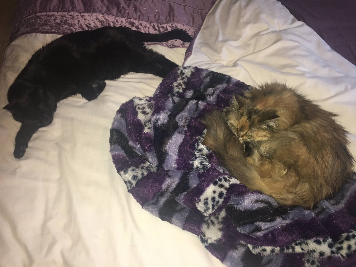 annicallens's tweet photo. Appreciation post for my babies🫶 https://t.co/szEOrmnTfr