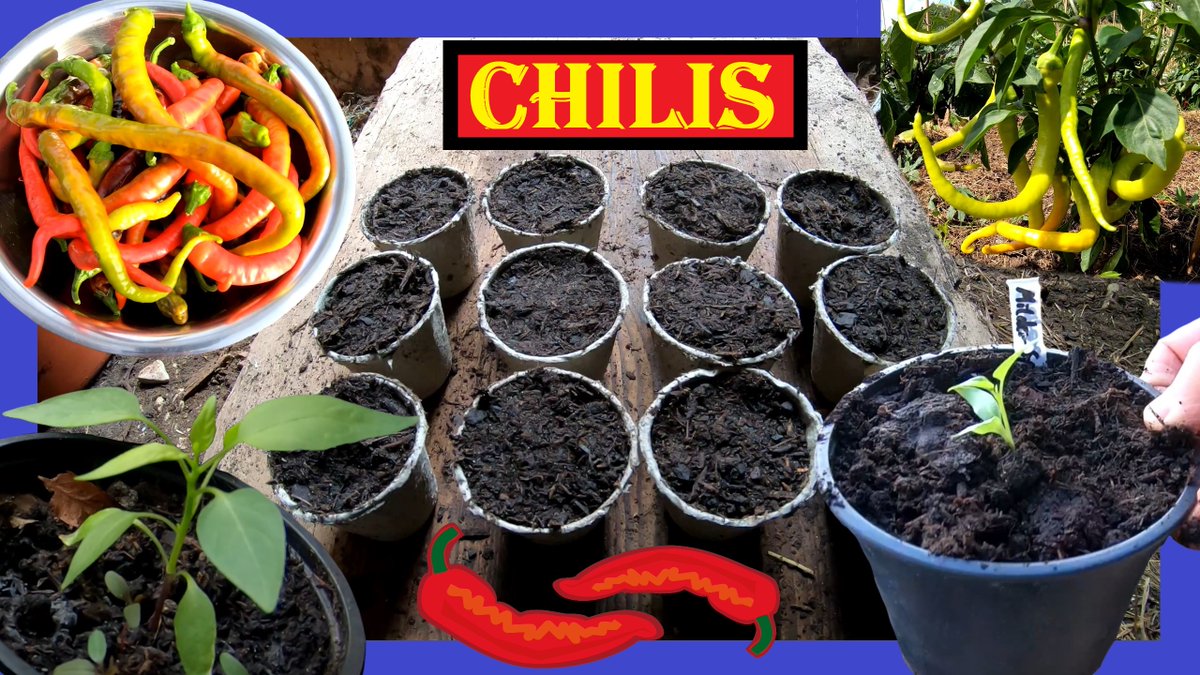 PilzUnd's tweet photo. Die Vorzucht-Zeit startet wieder 😁 Bereits jetzt kann mit der #Vorzucht verschiedener #Capsicum Arten gestartet werden!

Ab jetzt Chili und Peperoni #säen - Video von der #Aussaat bis zur #Ernte:
https://t.co/DKPR5yb0cl

#chili #chilis #peperoni #pepperonis #pepper https://t.co/zNEXO3G0HR