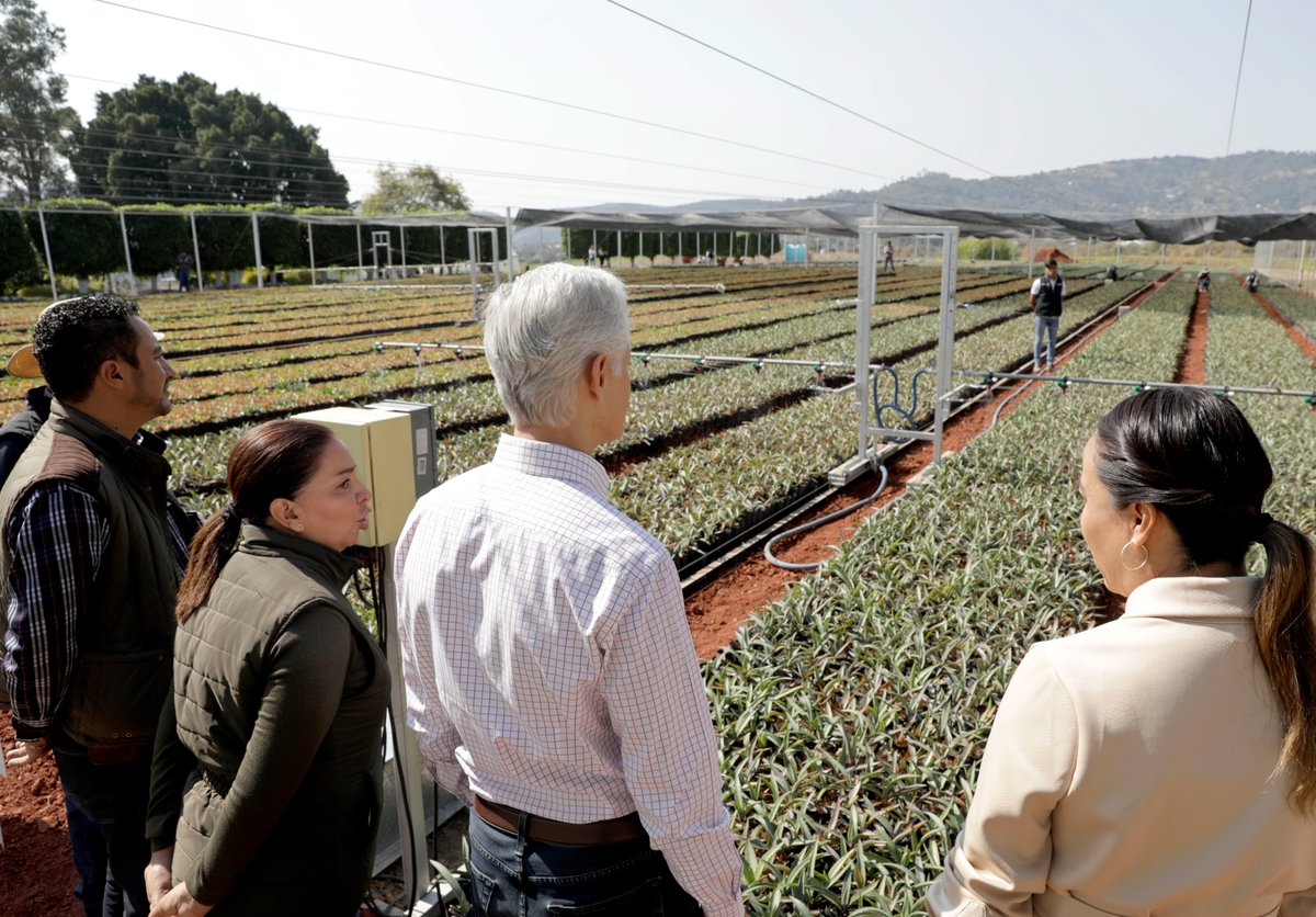 En el Vivero de #VillaGuerrero se producen y recuperan especies de agave endémico para apoyar a los productores mexiquenses.