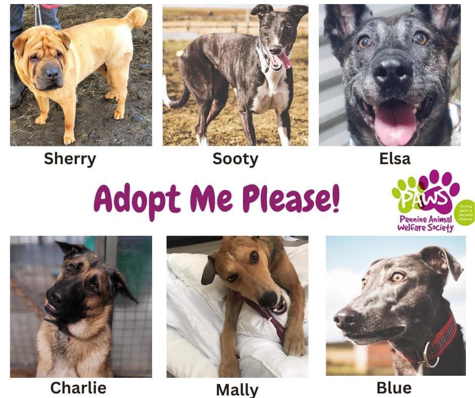 PawsEnquiries's tweet photo. ❗️We are closing the doors to our kennels❗️ We are starting to pack up and we are already having to disrupt our other dogs. We are looking at boarding kennels if they don’t get adopted by 31st July. We specialise in dogs that need rehabilitation. We are devastated #dogs https://t.co/Z9ajgN3Tii