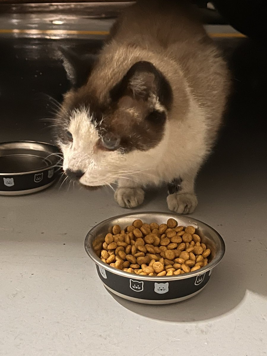 Encontrei esse gato na Barra Funda, na Capistrano com a Lopes de Oliveira. É velhinho e parece estar perdido. Manso e castrado então penso que pode alguém já cuidou dele. Ajudem com RT pra ver se o dono aparece!
