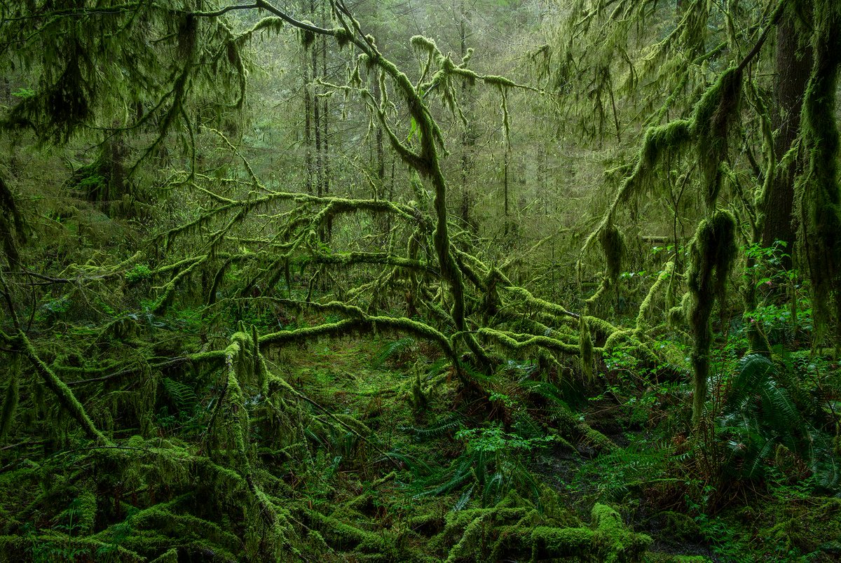 tristan_todd_'s tweet photo. Forest Friday

Who else loves the dark and gloomy? https://t.co/9VmutpkMtU