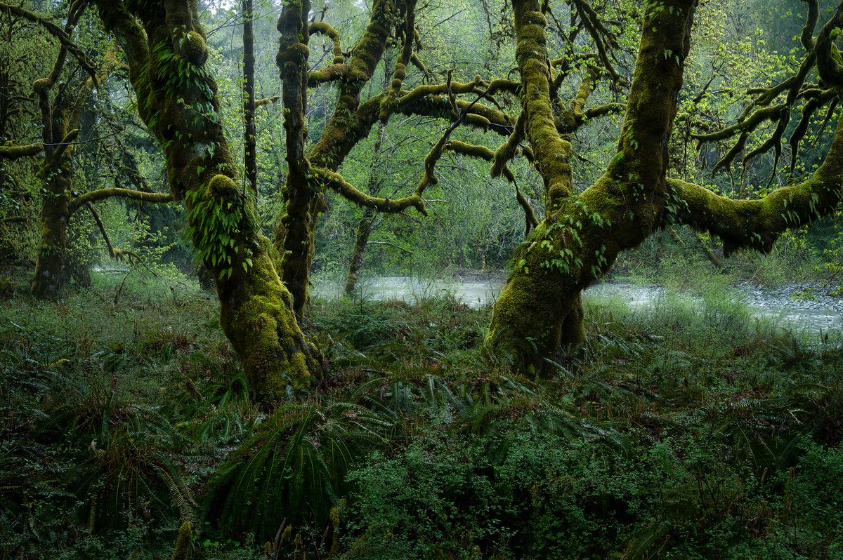 tristan_todd_'s tweet photo. Forest Friday

Who else loves the dark and gloomy? https://t.co/9VmutpkMtU