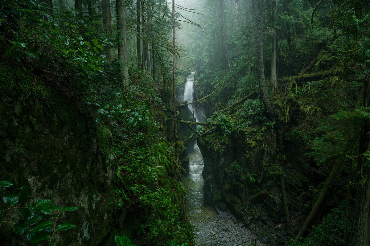 tristan_todd_'s tweet photo. Forest Friday

Who else loves the dark and gloomy? https://t.co/9VmutpkMtU