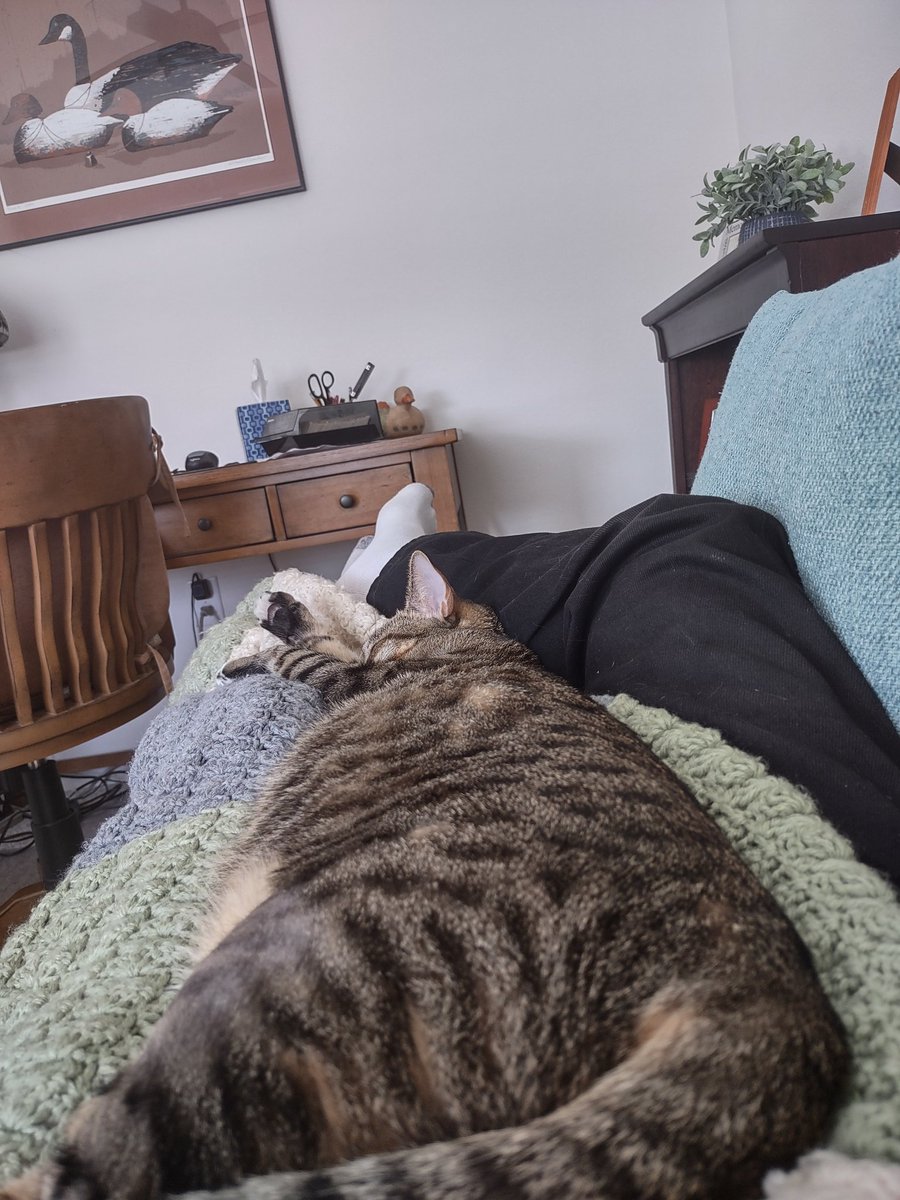 LifeWithJohn's tweet photo. Tiger has been out like a light on my lap in nap time. Now I'm awake but I'm held captive. The little blanket I have over me is his favorite so there he lies as the cold in Florida arrives. #SnuggleAlert https://t.co/tOifpc40Lr