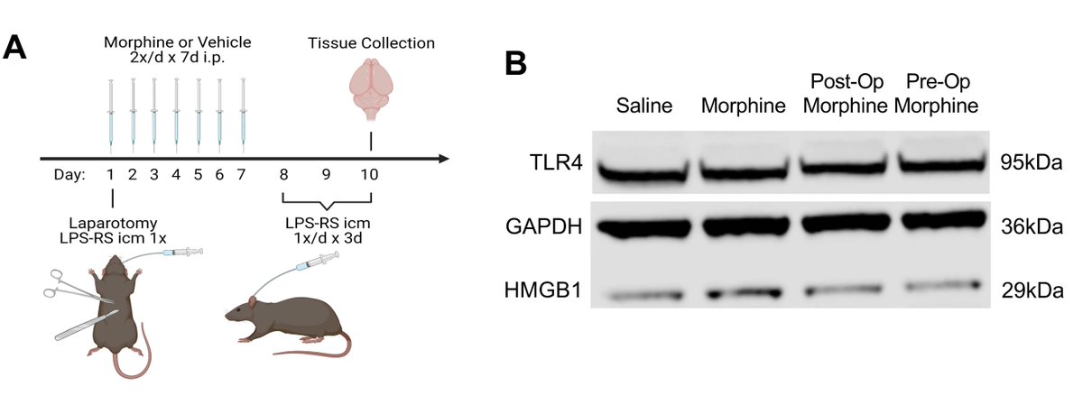 SfNJournals's tweet photo. #JNeurosci: Using an aging rat model to examine the effects of abdominal surgery & morphine on memory, @MuscatSteph @RBarrientosLab et al. @OhioState found that TLR4 is a key factor in the development of post-operative cognitive dysfunction.
https://t.co/sanE5brkgN https://t.co/Qo58UKgHuf