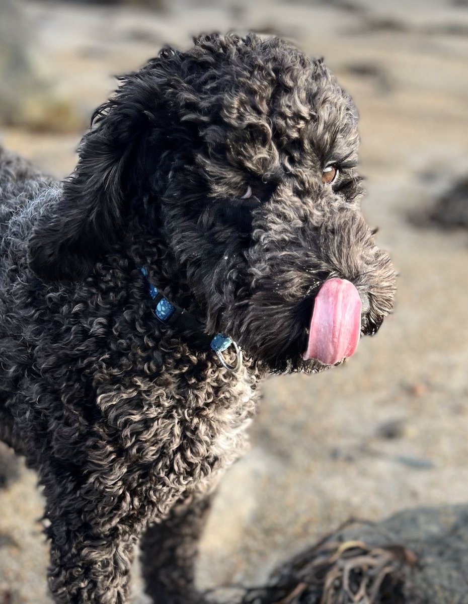 #walter #cockapoo #dogsofinstagram #photofortoday #cellardog #greenisland #fridayphoto #amateurphotography