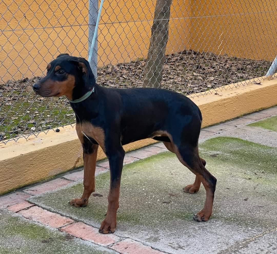 SilviaMylo's tweet photo. Esta mix de doberman está en la perrera de delagos Granada.. Es hembra y solo tiene un año.
Tiene una tristeza extrema.
Por favor necesito alguien que se apiade de ella y quiera darle un hogar aunque sea temporalmente.
657620055
Cómo los tienen con una correa así.. 😢 https://t.co/2X0b5VLBTU
