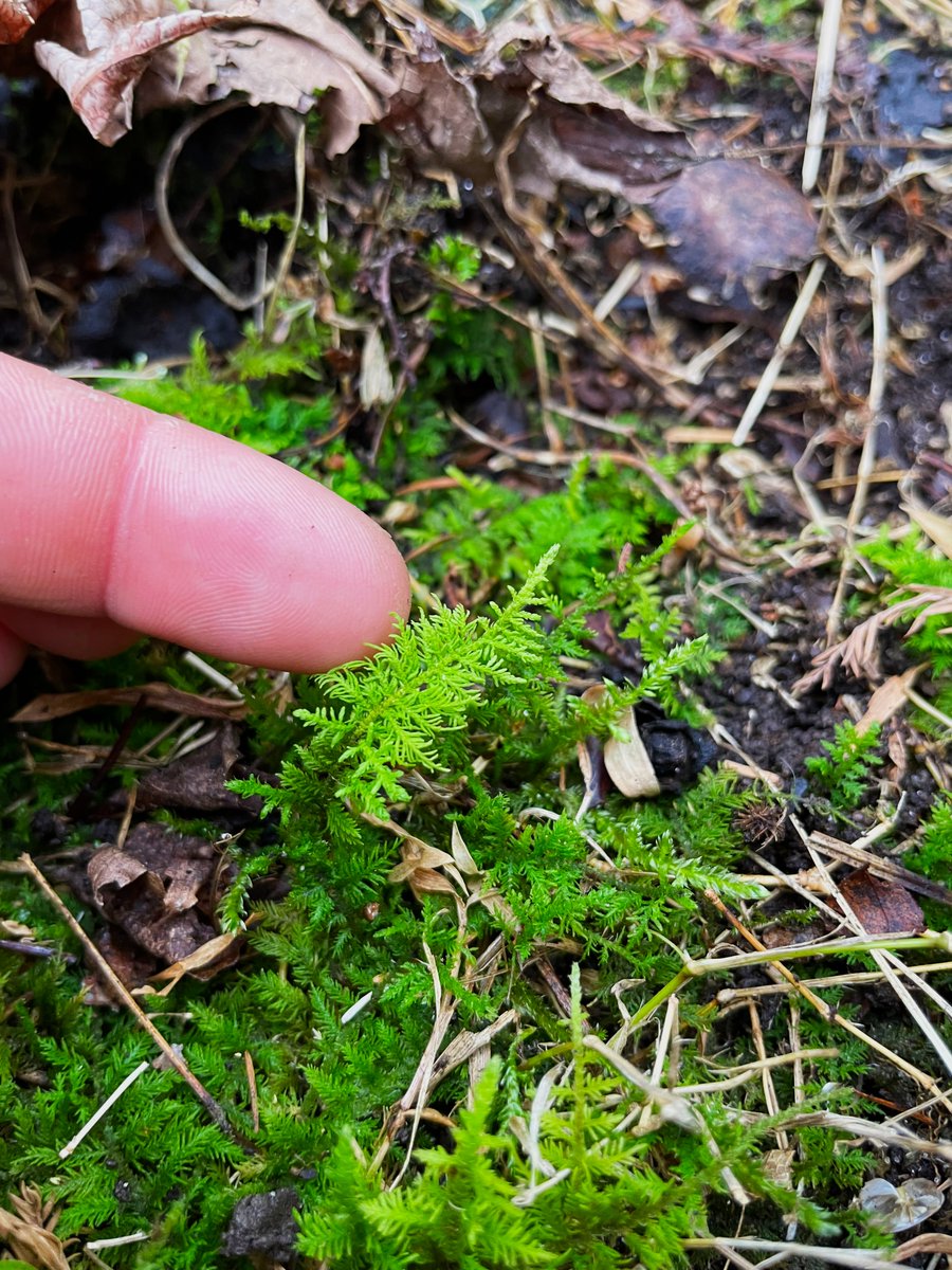 NorfolkBotanic's tweet photo. Rare sighting of fern moss (Thuidium delicatulum)🌿

It's a Virginia native carpet moss with leaves that resemble small fern fronds. It is often used as nesting sites for salamanders when near the water, and various songbirds often use it for nesting material as well. https://t.co/3MW9JFdo07