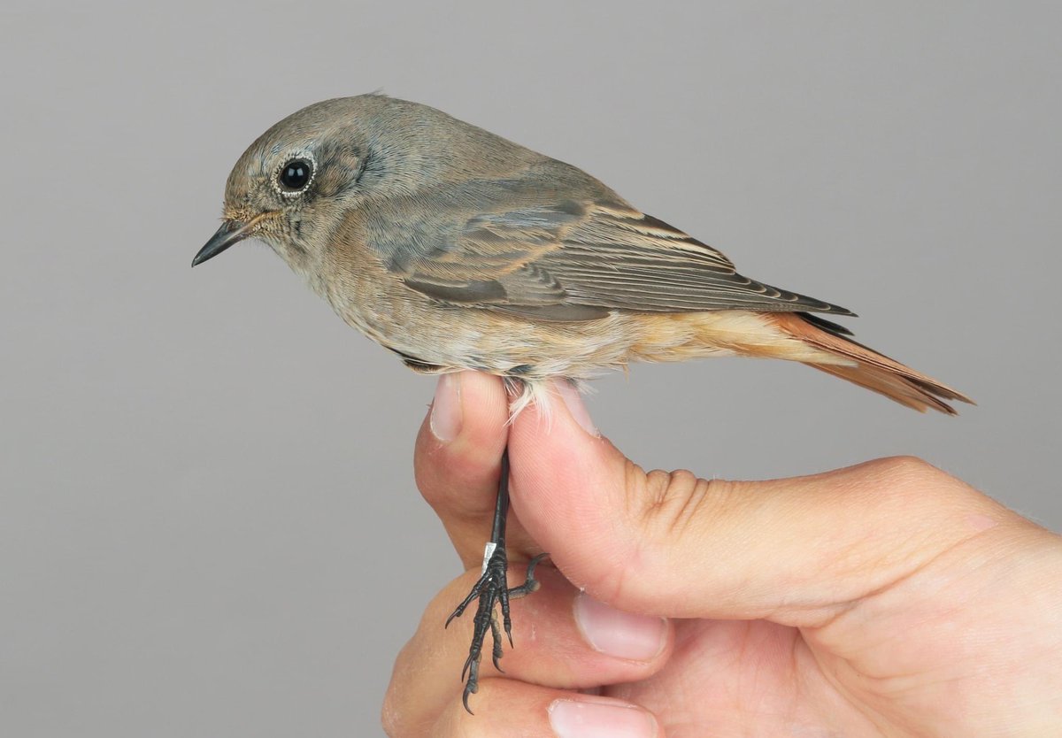 Just out in @OrnisSvecica: A couple of years ago we trapped a 1cy male hybrid Common x Black Redstart at Ottenby. Very few autumn hybrids have been documented, so have a look at the paper linked below if you are curious to learn more about the bird!

doi.org/10.34080/os.v3…