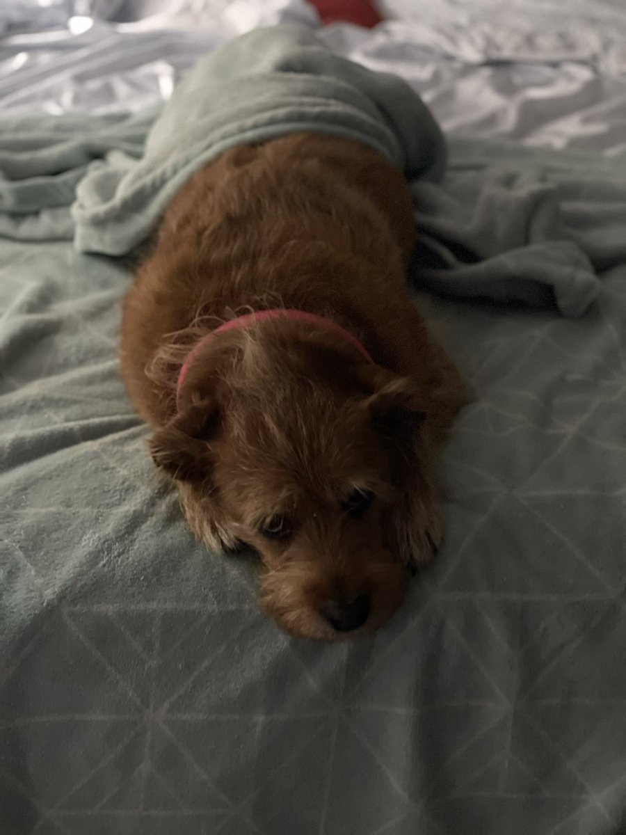 It’s raining. I’m bored. Mum said no pawtrolling in da rain. 🙄 #ZSHQ #DogsOnTwitter #dogsoftwitter