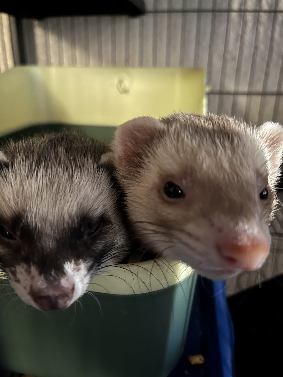 WaywardF0x's tweet photo. Meeko and Pudge :3
#ferrets #warmice #litterboxesarebeds https://t.co/6fGyRjPuLI