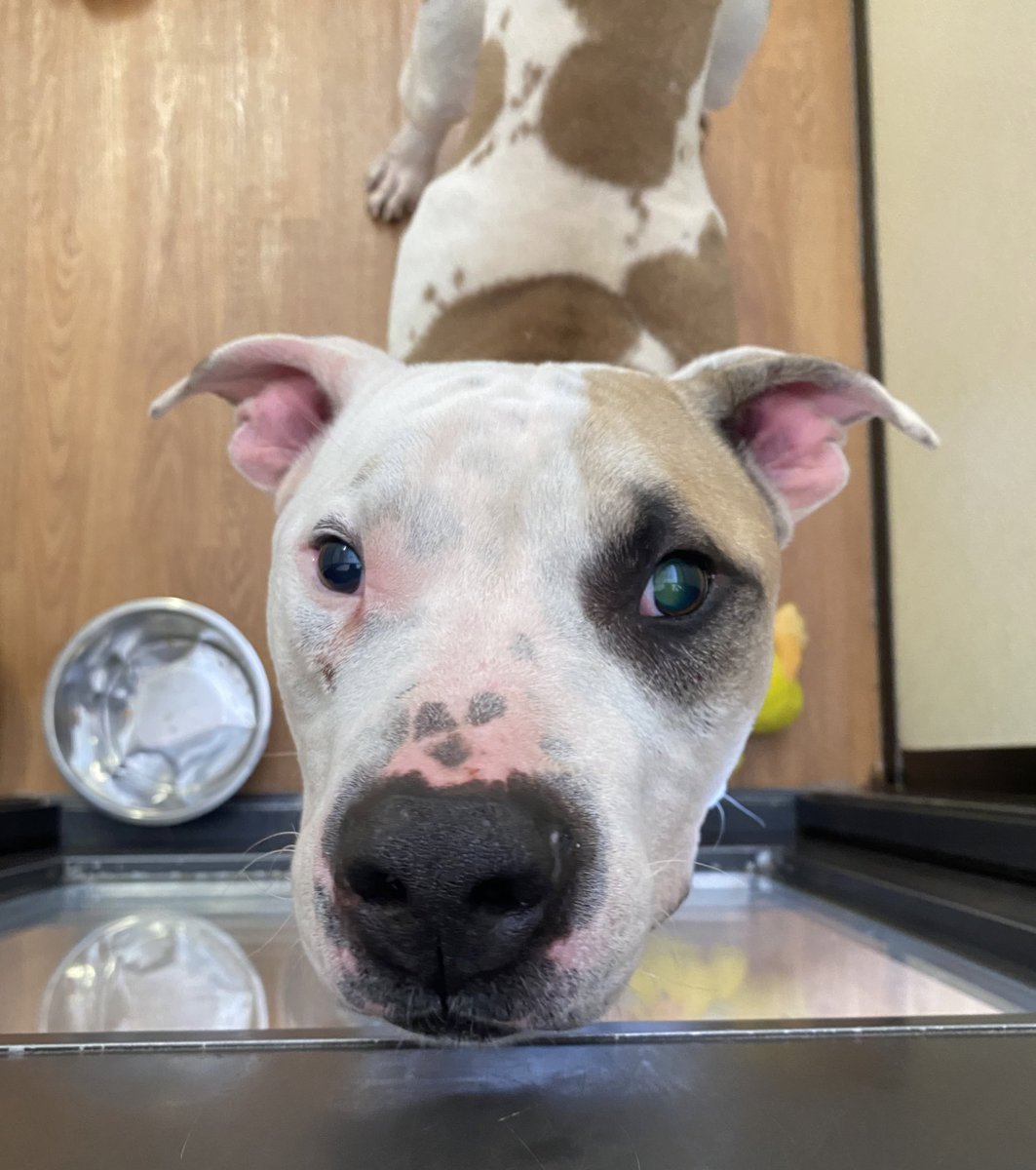MeganPrather405's tweet photo. This is Radar! He’s blind as can be with a heart and head bigger than Dallas! ❤️ 

Come meet him at the @okhumane Adoption Center this weekend! He needs some extra love and patience, but he is so worth it. 💕 https://t.co/2YQU8A54qA