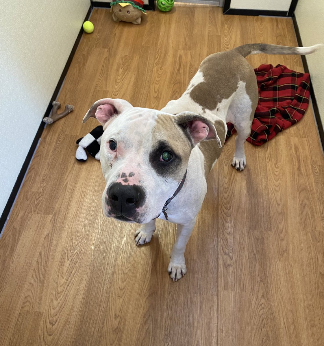 MeganPrather405's tweet photo. This is Radar! He’s blind as can be with a heart and head bigger than Dallas! ❤️ 

Come meet him at the @okhumane Adoption Center this weekend! He needs some extra love and patience, but he is so worth it. 💕 https://t.co/2YQU8A54qA