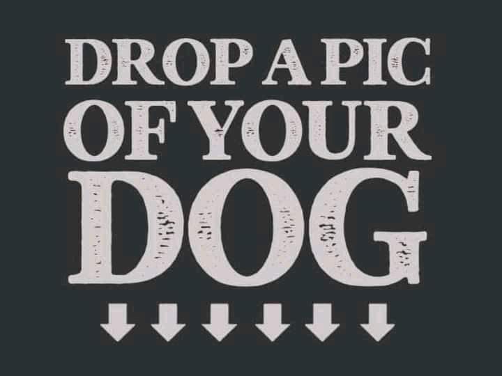SouthernPawsNC's tweet photo. https://t.co/woJaRm8xQU