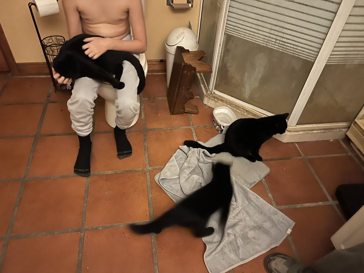 RaisingMyBoyz's tweet photo. When you collect the male kittens to get fixed and you find an extra one 🤔#19cats #cats #CatsofTwittter https://t.co/y788AYoJPT