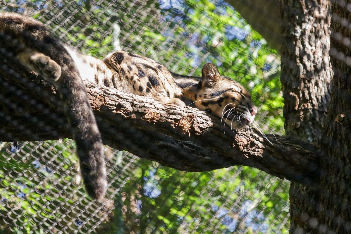 DallasZoo's tweet photo. We'll be sharing another update later early this evening, but in the meantime, for anyone in the areas surrounding the Zoo who may be curious or have concerns - https://t.co/kONE800csJ