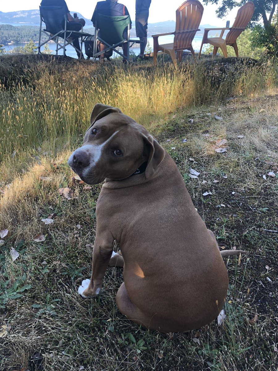 MetalBlonde's tweet photo. RIP Bruce. 10 beautiful years with the best dog in the world. You passed in my arms today, ready to go on your next adventure &amp; into the arms of my father (see vid). To say we are devastated is an understatement but we are so grateful &amp; lucky we were loved by you 💔#AdoptDontShop https://t.co/jB7fAE7JKw