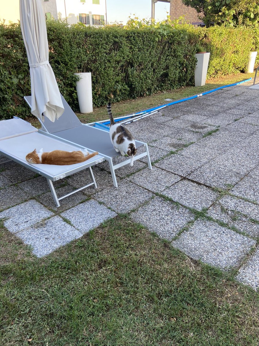 Azzurra28749827's tweet photo. Ho adottato questi due tesori, abbandonati, addirittura uno è stato picchiato con una furia tale che gli hanno spaccato una gamba. Li ho fatti curare ed ora li considero miei figli. Gli animali sono come noi. Voglio condividere con voi questa mia esperienza. https://t.co/Ibnf9Uaask