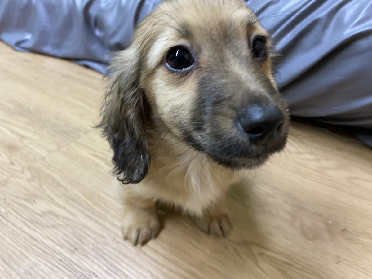 HappyGrow2021's tweet photo. かわいい子犬達が仲間入りしました。2023年特別価格にて販売致します！(1/31まで)

①ミニチュアシュナウザー(オス)10/9生まれ

②スタンダードプードルと秋田犬のMIX
(メス)11/13生まれ

③トイプードル（オス)10/31生まれ

④ヨークシャーテリアとミニチュアダックスのMIX（オス)10/28生まれ https://t.co/Jq8PisMoFL