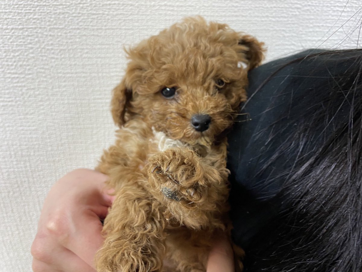 HappyGrow2021's tweet photo. かわいい子犬達が仲間入りしました。2023年特別価格にて販売致します！(1/31まで)

①ミニチュアシュナウザー(オス)10/9生まれ

②スタンダードプードルと秋田犬のMIX
(メス)11/13生まれ

③トイプードル（オス)10/31生まれ

④ヨークシャーテリアとミニチュアダックスのMIX（オス)10/28生まれ https://t.co/Jq8PisMoFL