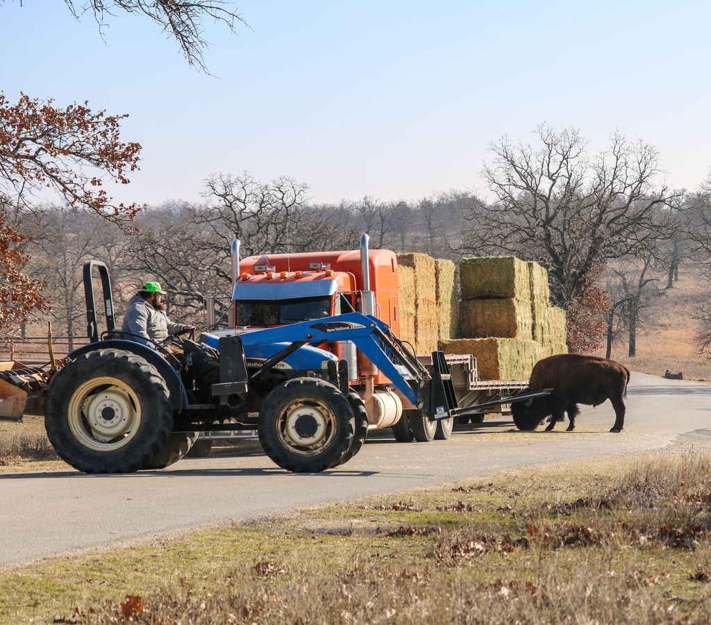 WoolarocMuseum's tweet photo. When the hay truck comes>>
#happybison #ranchhands #wildlifepreserve https://t.co/TDSnko8CI9