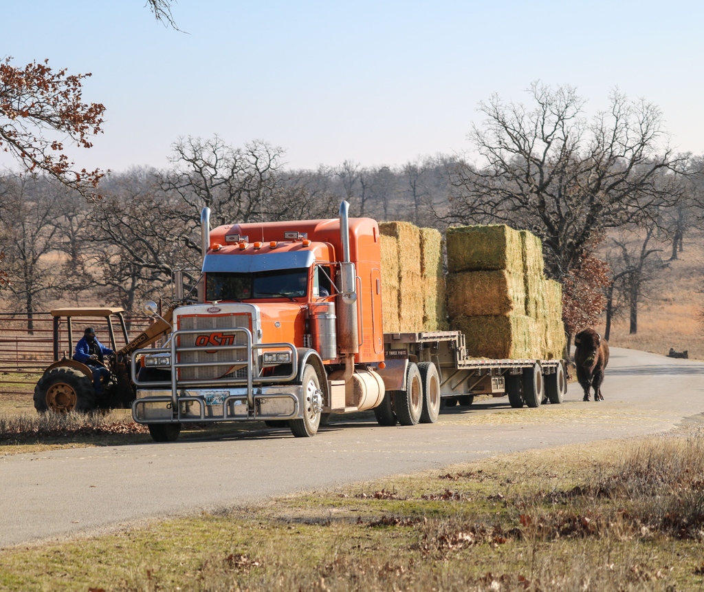 WoolarocMuseum's tweet photo. When the hay truck comes>>
#happybison #ranchhands #wildlifepreserve https://t.co/TDSnko8CI9