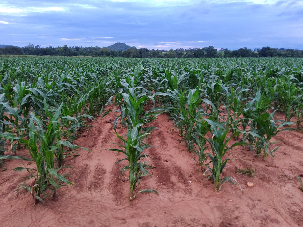 PoteDior's tweet photo. Weed control allows the crop to express its genetic potential. There is no feeling greater than that of interacting with a health crop. Fall army worm is a menace but the battle frontline soldiers acetaprimid and emamectin benzoate continue to be effective in aseason like this. https://t.co/z5cTXFE1yx