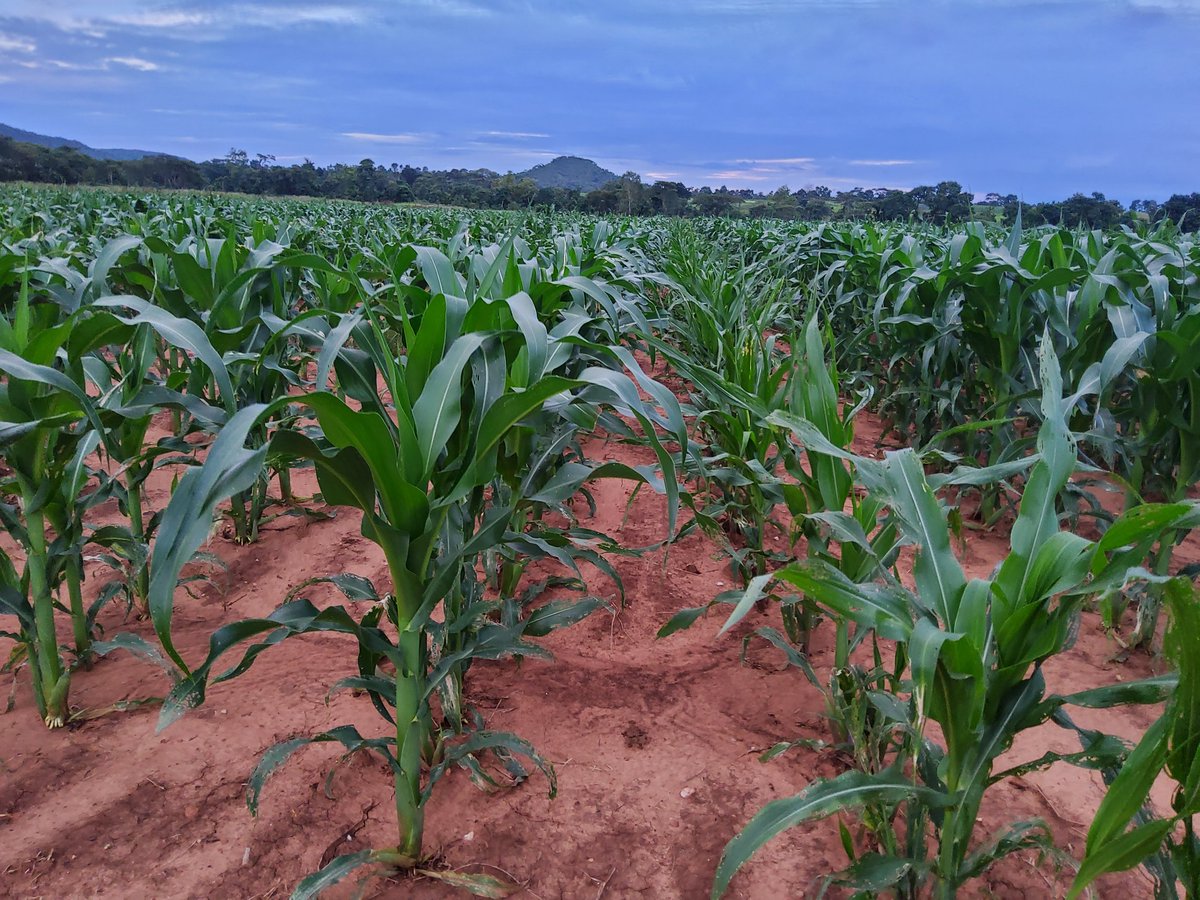 PoteDior's tweet photo. Weed control allows the crop to express its genetic potential. There is no feeling greater than that of interacting with a health crop. Fall army worm is a menace but the battle frontline soldiers acetaprimid and emamectin benzoate continue to be effective in aseason like this. https://t.co/z5cTXFE1yx