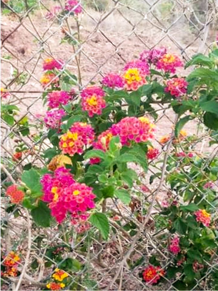 #nftfam #nftcommunity #Photography #art

IMPRISONED BEAUTY BY HUMANITY !
Good night everyone, sweet dreams