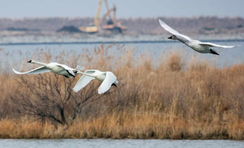 Winter flights are no problem for these #MigratoryBirds... 🐦 #jealous potomac.org/blog/2023/1/5/…